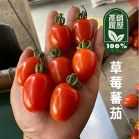 高雄中路草莓番茄 (6斤/10斤) 生產追朔