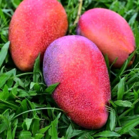bibit buah mangga miyazaki