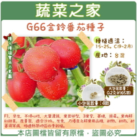 【蔬菜之家】G66金鈴番茄種子(共有2種包裝可選)