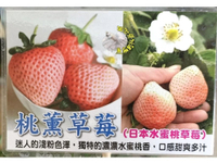 [日本水蜜桃草莓 桃薰草莓] 4.5寸方盆 新品種草莓苗 ～季節限定~ 先確認有沒有貨再下標