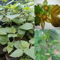 Bibit Tanaman Buah Ciplukan at Golden Berry bisa COD