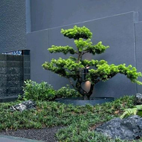 Zen garden Bonsai lohansung