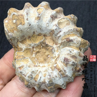 天然馬達加斯加原石生態螺標本化石實物圖特價