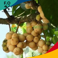 Bibit Buah Duku Palembang