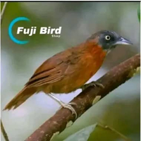 BURUNG TEPUS KEPALA ABU BURUNG MASTERAN PILIHAN