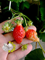 [豐香草莓苗 蜂香草莓苗] 5-6寸盆 最常見的草莓品種 ～換大盆才會比較快開花。季節限定~ 先確認有沒有貨再下標!