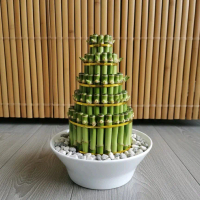Dracaena Sanderiana Lucky Bamboo Model Pagoda 5 Layer
