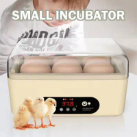 Egg Incubator 6 Eggs With Temperature Control Transparent Lid For Incubation Process Visible Small Egg Hatcher Gift For Kids