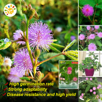 งอกง่าย เมล็ดพันธุ์ Mimosa Seeds for Planting Rare Mimosa Plants Seeds Pachira Dwarf Mimosa Pudica F