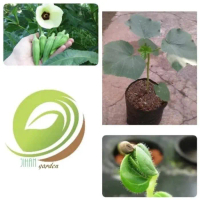 bibit tanaman bunga okra hij/pohon buah okra herbal bisa COD