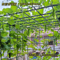 戶外庭院葡萄架組裝支架葡萄藤攀爬架絲瓜棚架黃瓜豆角植物爬藤架