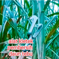 Alat Pertanian Pengupas Daun Tebu Pembersih Daun Tebu Efisien & Mudah Digunakan Untuk Petani Tebu