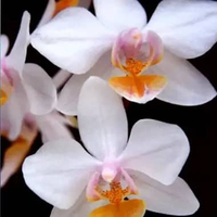 anggrek bulan remaja Phalaenopsis Artemis bibit bunga primary hybrid tanaman hias silangan unik cant