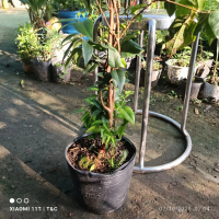 Nhà vườn TCFARM   chậu C8 nho thân gỗ 12 vụ