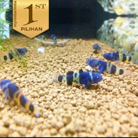 Paket Koloni (Isi10)Anakan Mini Goby Bumblebee Ikan Hias Aquascape HIasan Aquarium