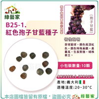 【綠藝家】B25-1.紅色孢子甘藍種子10顆(抱子甘藍) 蔬菜種子 種子 球芽甘藍 結球種子 園藝 種植