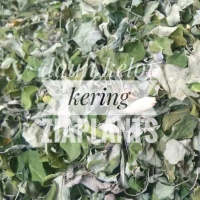 daun kelor kering