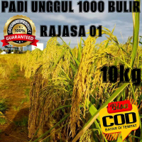 Rajasa Benih Padi Unggul Rajasa 01 Padi 1000 Bulir 10kg Asal Aceh Nad 100% Original Produk COD Bisa 