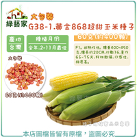 【綠藝家】大包裝G38-1.黃金868超甜玉米種子60克(約400顆)番麥 玉蜀黍 玉米 玉米種子 珍珠米