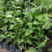 Bibit tanaman hias Melati Putih - Melati Teh - Melati Puspa bangsa - Aroma Wangi