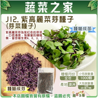【蔬菜之家】J12.紫高麗菜芽種子(芽菜種子)1000顆、 70公克(約1萬3千顆)(共兩種包裝可選)