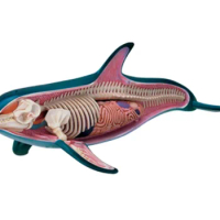 4D puzzle assembly toy simulation animal biology dolphin organ anatomy medical teaching model