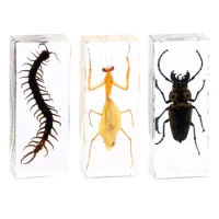 Real Small Animal Insect Specimen Environmental Resin Beetle Centipede Scorpion Mantis Locust Spider Large Gift 110mm*43mm