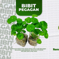 Bibit Tanaman pegagan - Herbal Bibit Antanan