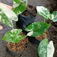 tanaman hias alocasia varigata putih