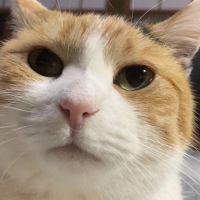 mike noritama cute calico cat 5