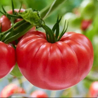 biji benih tomat jumbo brandywine
