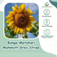 5 Biji - Benih Bunga Matahari Besar Mammoth Grey Stripe, Bunga Matahari Besar Jumbo
