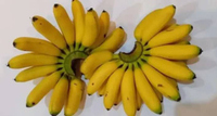 Pisang Mas Kirana Besar