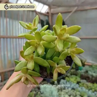 Golden Sedum – Sedum adolphii | Kaktus Sukulen Tanaman Hias Unik – Koleksi Sedum M | Multihead Form