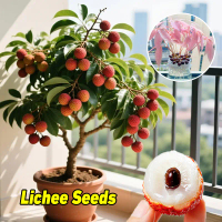 เมล็ดลิ้นจี่ เมล็ดต้นลิ้นจี่ 6เมล็ด/แพ็ค 100% Legit Dwarf Lychee Seeds for Planting Fruit Trees High