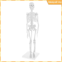 [BlesiyaedMY] 45cm Highly Detailed Human Body Skeleton Model Set School Educative Tools