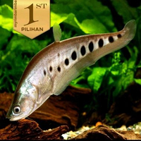 Belida Bangkok 10 - 12 cm Ikan Hias Predator Hiasan Aquarium Aquascape -