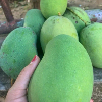 Mangga Arum Manis Gadong Fresh Segar - Buah Segar dan Manis