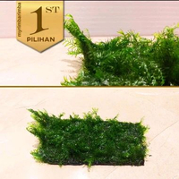 Fissidens Fontanus Moss Tanaman Air Aquascape