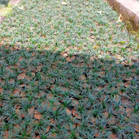 Termurah Kucai Mini 500 polibek Pengganti Rumput Taman Harga Murah untuk Dekorasi Taman Tanaman Hias