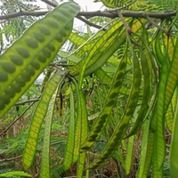 Pete cina utuh belum di kupas