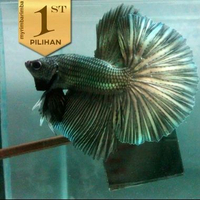 Cupang Halfmoon Full Copper Ikan Hias Hiasan Aquarium Aquascape