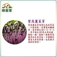 【綠藝家】大包裝紫高麗菜芽種子70公克(約1萬3千顆)(芽菜種子)