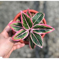 tanaman hias aglonema lotus anakan