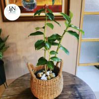 Tanaman hias pacing pentu - tanaman Costus spicatus