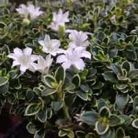 bahan bonsai hingkip mame mirten bunga putih
