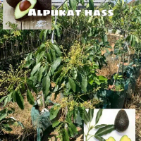 Bibit buah alpukat hass uk 1meter asli