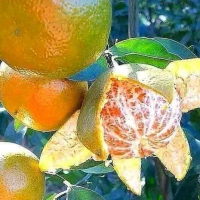 Bibit Jeruk Siyem Madu siam madu Jeruk Keprok Hijau Manis Tanaman Okulasi