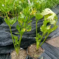 Bibit Tanaman Daun Seledri Jumbo Sledri Batang Besar