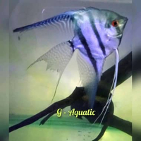 ikan manfish blue Pinoy slayer size L